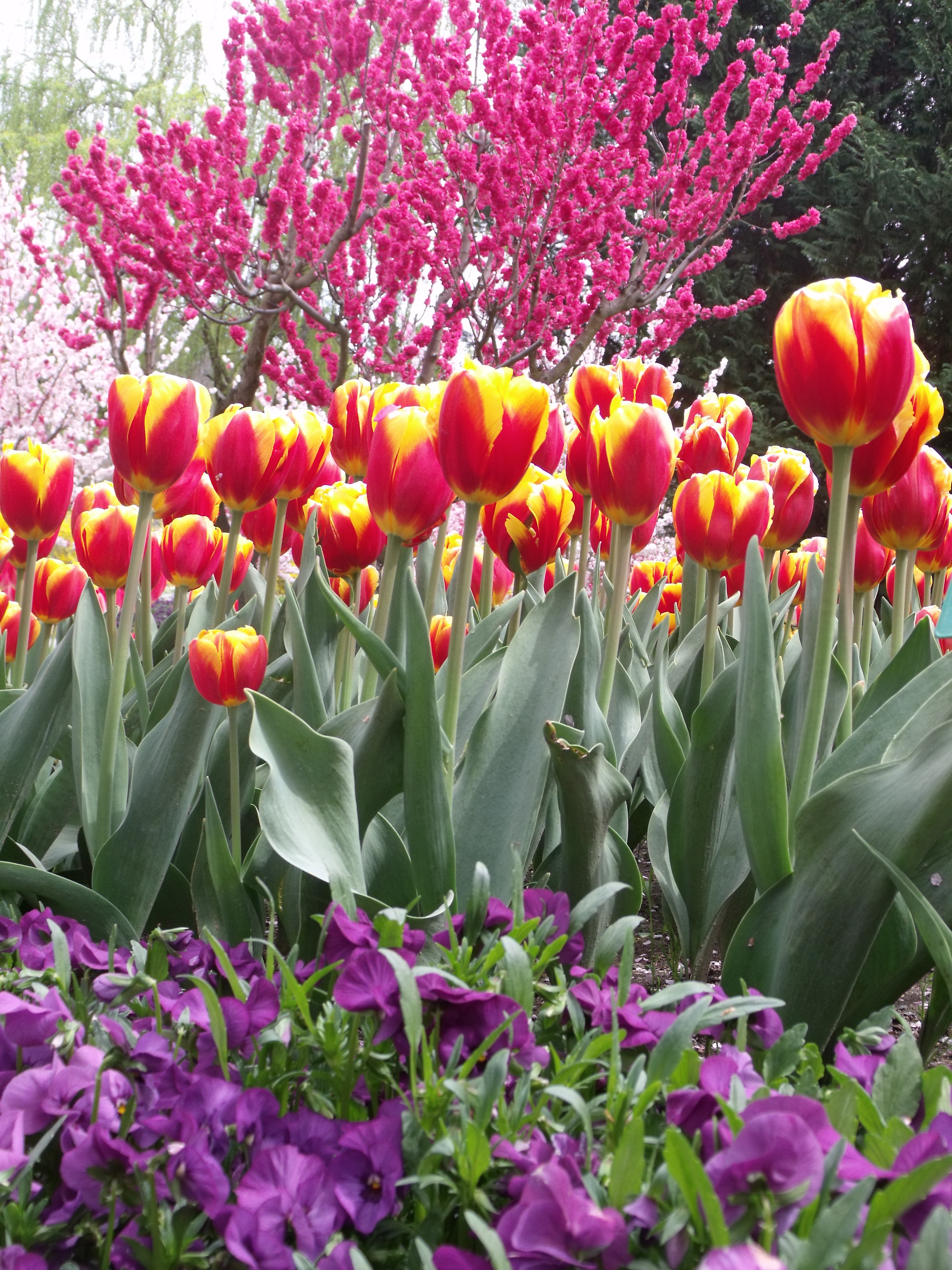 tulip top gardens | a great wordpress site